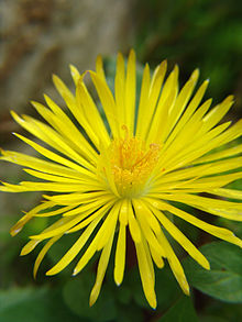 Carruanthus caninus flowers.jpg