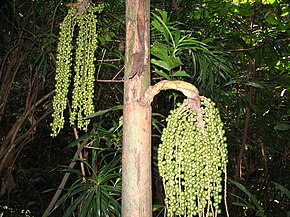 Descrierea imaginii Caryota mitis.JPG.