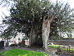 Castillon (Calvados) A két minősített tiszafa egyike.JPG