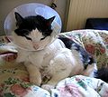Cat with Elizabethan collar.jpg