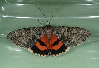 <i>Catocala amatrix</i> Species of moth