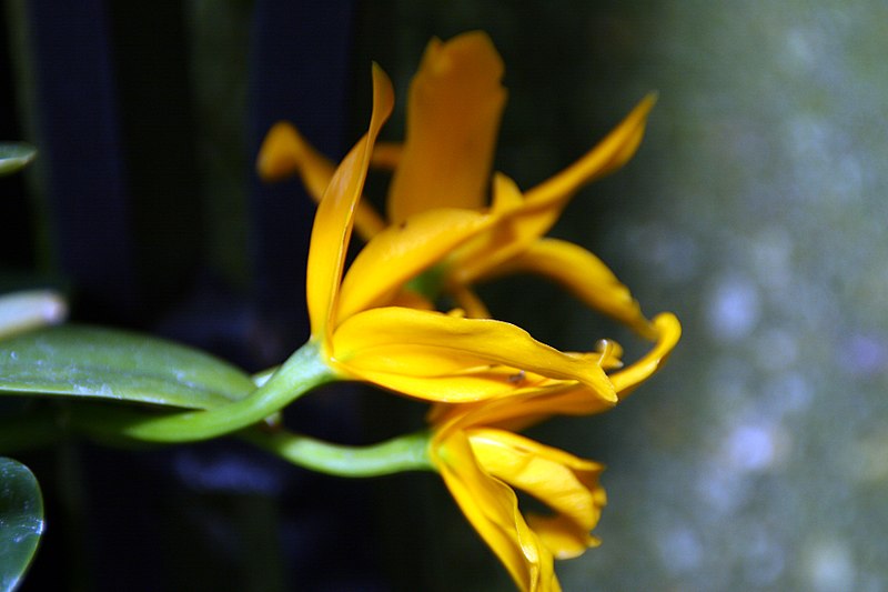 File:Cattleya Golden Sparkle Pokia 2zz.jpg