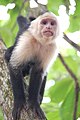 Cebus capucinus Español: Mono carablanca o capuchino English: White-faced Capuchin monkey