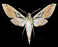 * Nomination Cechenena pollux - △ Ventral side - Male. By User:Archaeodontosaurus --Olivier LPB 07:34, 4 July 2018 (UTC) * Promotion  Support Good quality. --Podzemnik 14:39, 4 July 2018 (UTC)