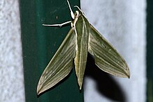 Cechenena sp. (Sphingidae).jpg