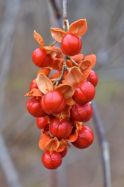 File:Celastrus scandens fruit.jpg