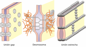 Cell junctions-es.png