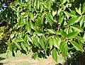 Foliage and fruit