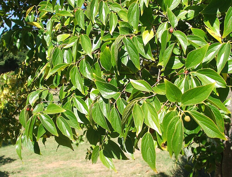 Brunozamp s foliage