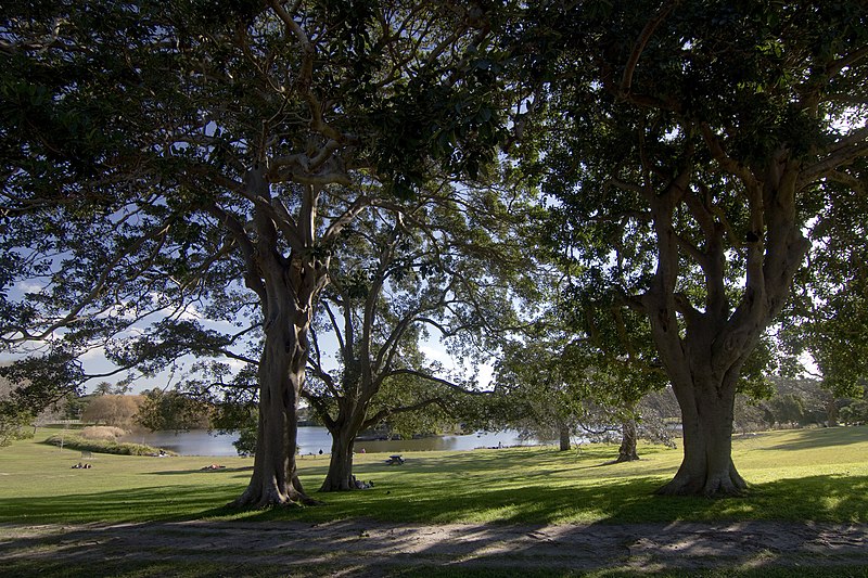 File:Centennial Park NSW 2021, Australia - panoramio (10).jpg