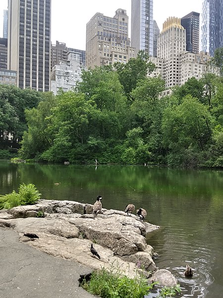 File:Central Park South across The Pond in Central Park 01.jpg