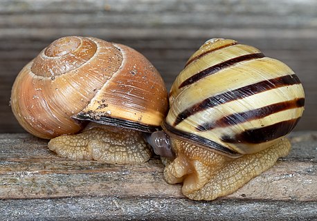 Cepaea nemoralis var. castanea concolor and grove snail (Cepaea nemoralis) mating