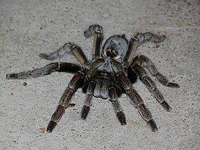 A Ceratogyrus dolichocephalus.jpeg kép leírása.