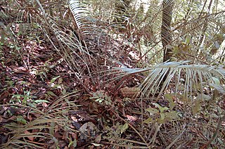 <i>Ceratozamia matudae</i> Species of cycad