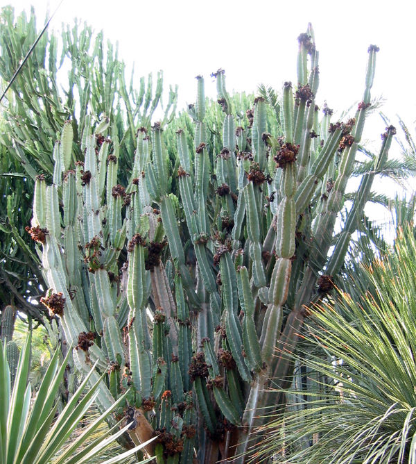 Cereus peruvianus