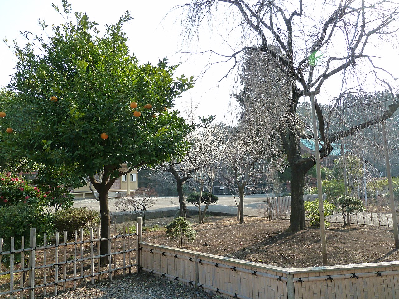 File Cerry Tree And Orange Tree At Kanneiji Temple 寛永寺のみかんの木としだれ桜 Panoramio Jpg Wikimedia Commons