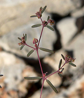 <i>Euphorbia revoluta</i> Species of flowering plant