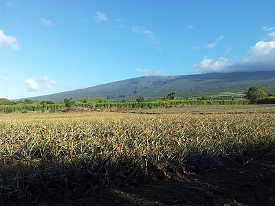 Ananas field