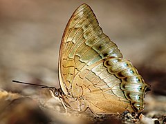 Description de l'image Charaxes nitebis.JPG.