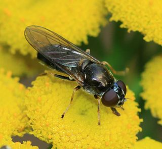 <i>Cheilosia scutellata</i> Species of fly