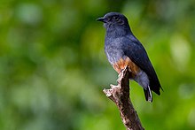 Chelidoptera tenebrosa סנונית-כנף.jpg