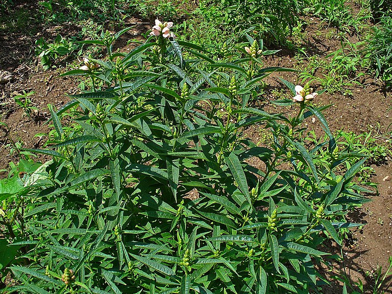 File:Chelone glabra 0001.JPG