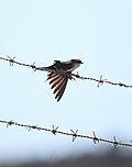 Thumbnail for White-backed swallow