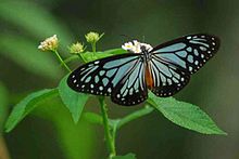 Chestnut tiger (chittmul), Kolkata, West Bengal, India Chestnut Tiger (chittmul)DSC 0582-001.JPG