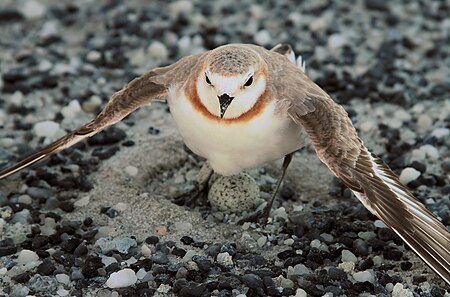 Chestnutbandedplover.jpg