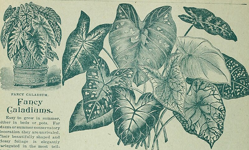 File:Childs' rare flowers, vegetables and fruits, 1900 - 25th anniversary (1900) (20580120706).jpg