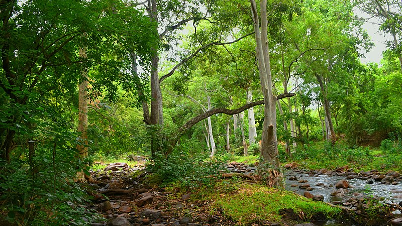 File:Chinnar Wildlife Sanctuary DSC 5696.jpg