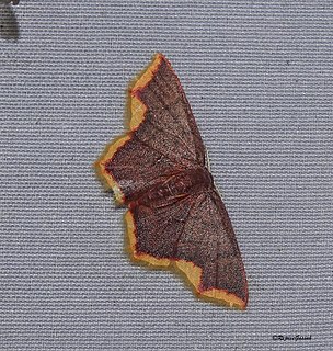 <i>Chrysocraspeda faganaria</i> Species of moth