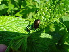 Foto van twee insecten van verschillende kleuren op hetzelfde blad.