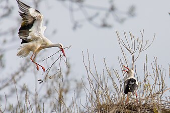 Cigogne blanche apportant des matériaux pour son nid.