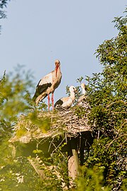 Cigogne blanche adulte et deux jeunes, reconnaissables à leurs becs sombres.