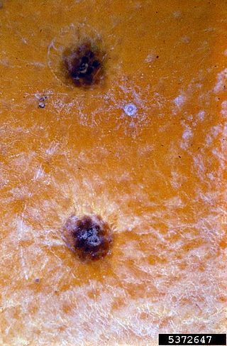 <span class="mw-page-title-main">Citrus black spot</span> Fungal disease that affects citrus fruit