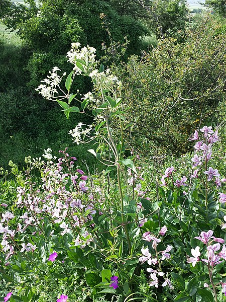 File:Clematis recta sl1.jpg