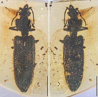 <i>Clessidromma</i> Extinct genus of beetles