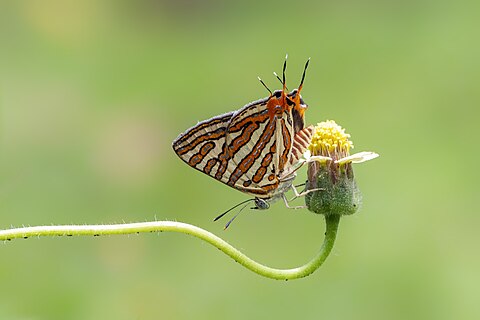 Close wing Basking of Spindasis vulcanus (Fabricius, 1775) - Common Silverline