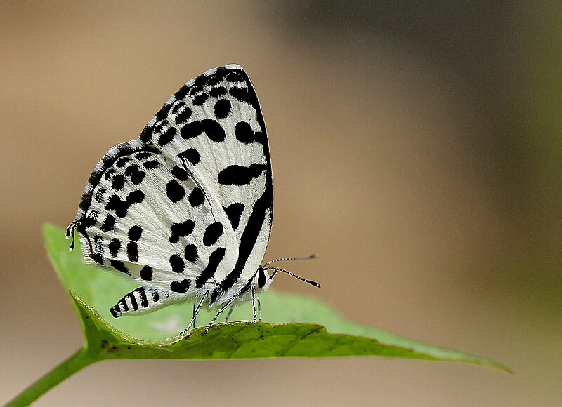 File:Close wing posture of Castalius rosimon (Fabricius, 1775) - Common Pierrot.jpg