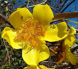 <i>Cochlospermum vitifolium</i> Species of tree