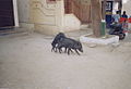 Cochons dans une rue d'Hospet