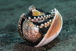 Coconut octopus in North Sulawesi; Christian Gloor; June 2015.jpg