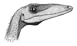 Coelophysis