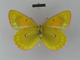 Colias viluiensis