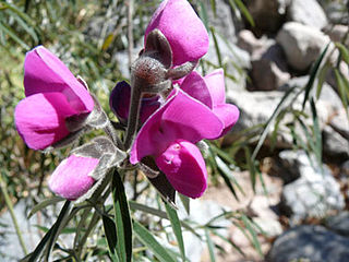 <i>Collaea</i> Genus of legumes