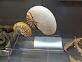Collection of Tornaritis-Pierides Marine Life Foundation, exhibited at the Thalassa Museum 06.JPG