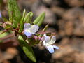 Collinsia parviflora (4359486141).jpg