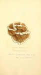Coloured Figures of English Fungi or Mushrooms - t. 346.png