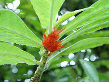 Columnea purpurata (habitus).jpg